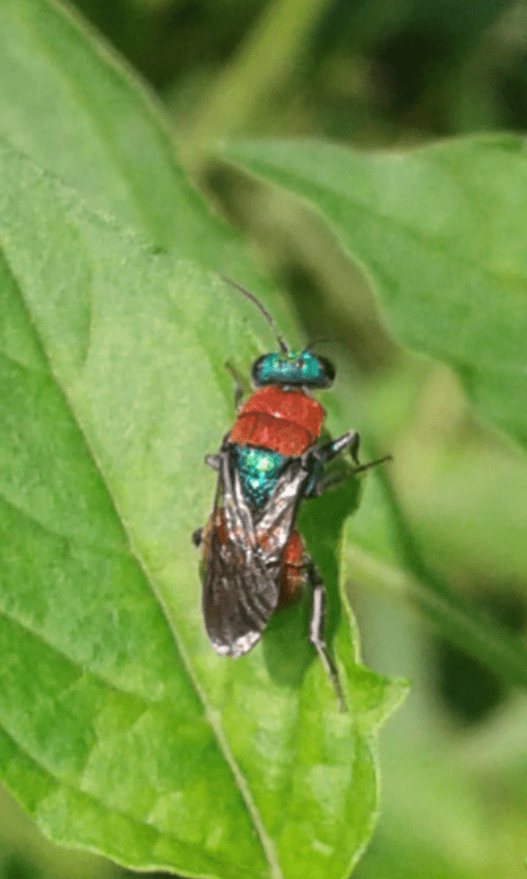 Hedychrum sp. (Chrysididae)?
